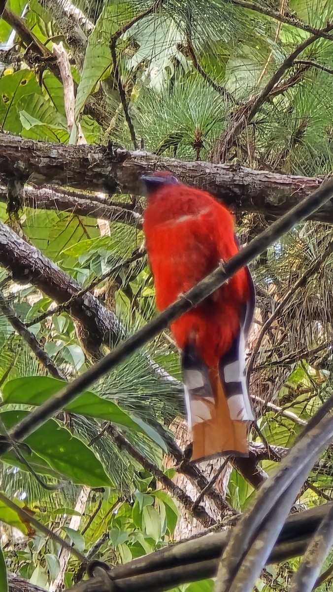Red-headed Trogon - ML621929333
