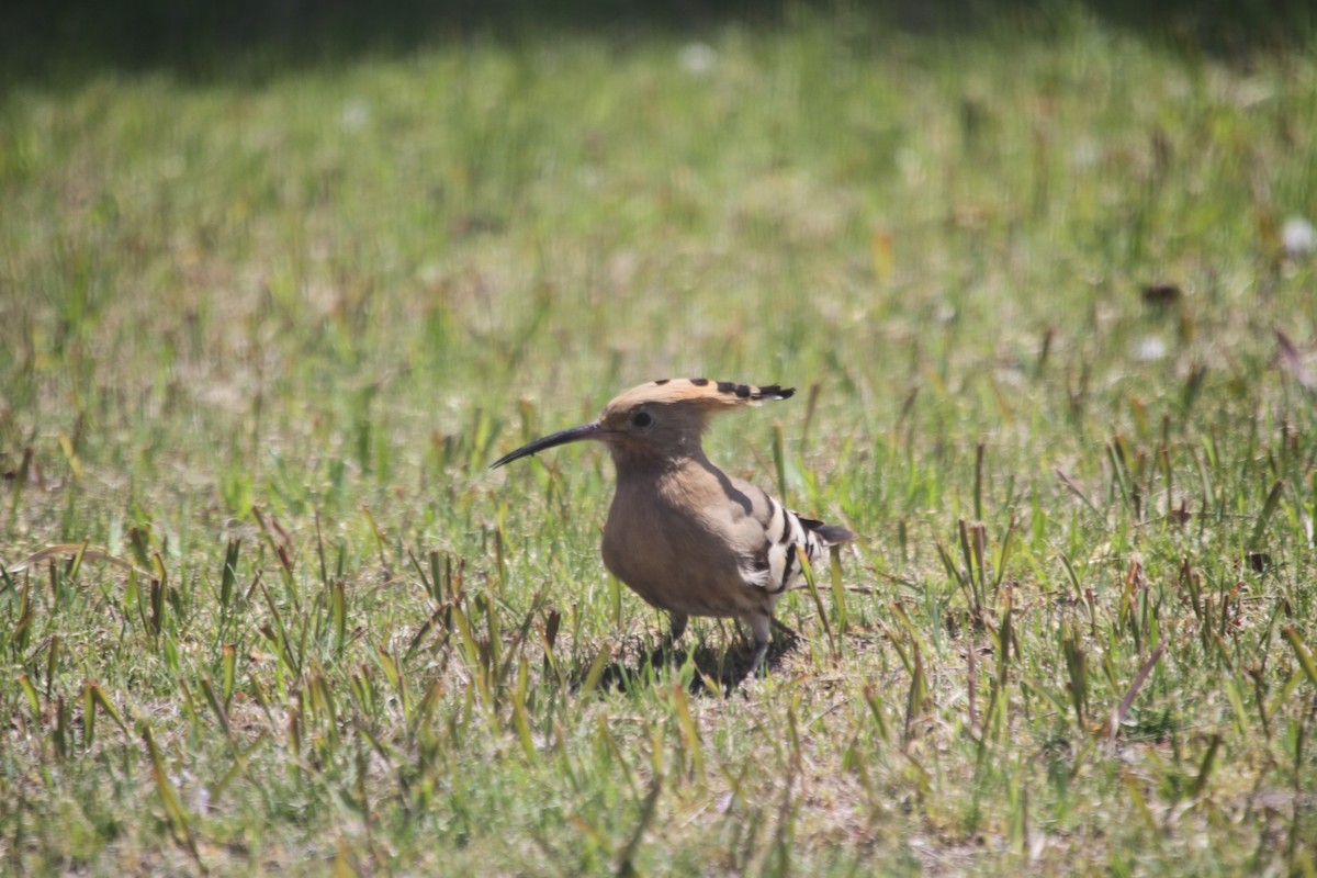 Eurasian Hoopoe - ML621929594