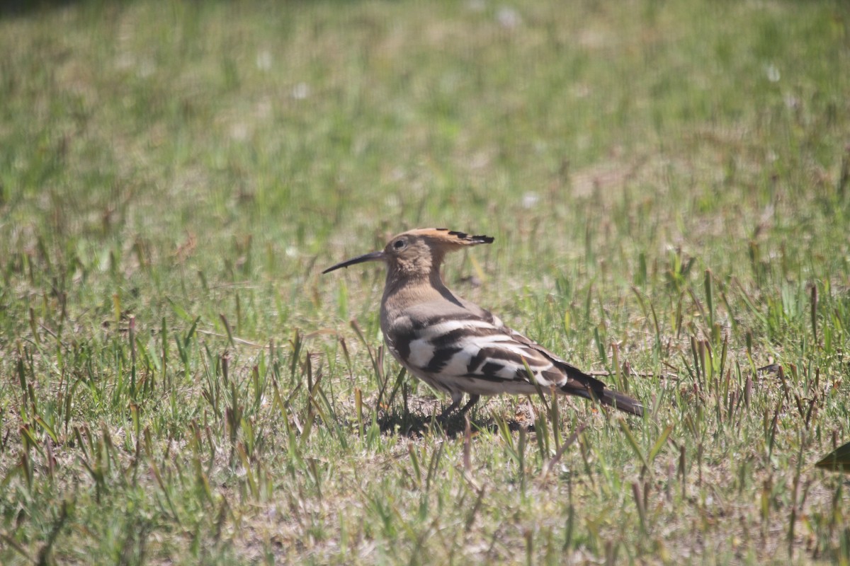 Eurasian Hoopoe - ML621929595