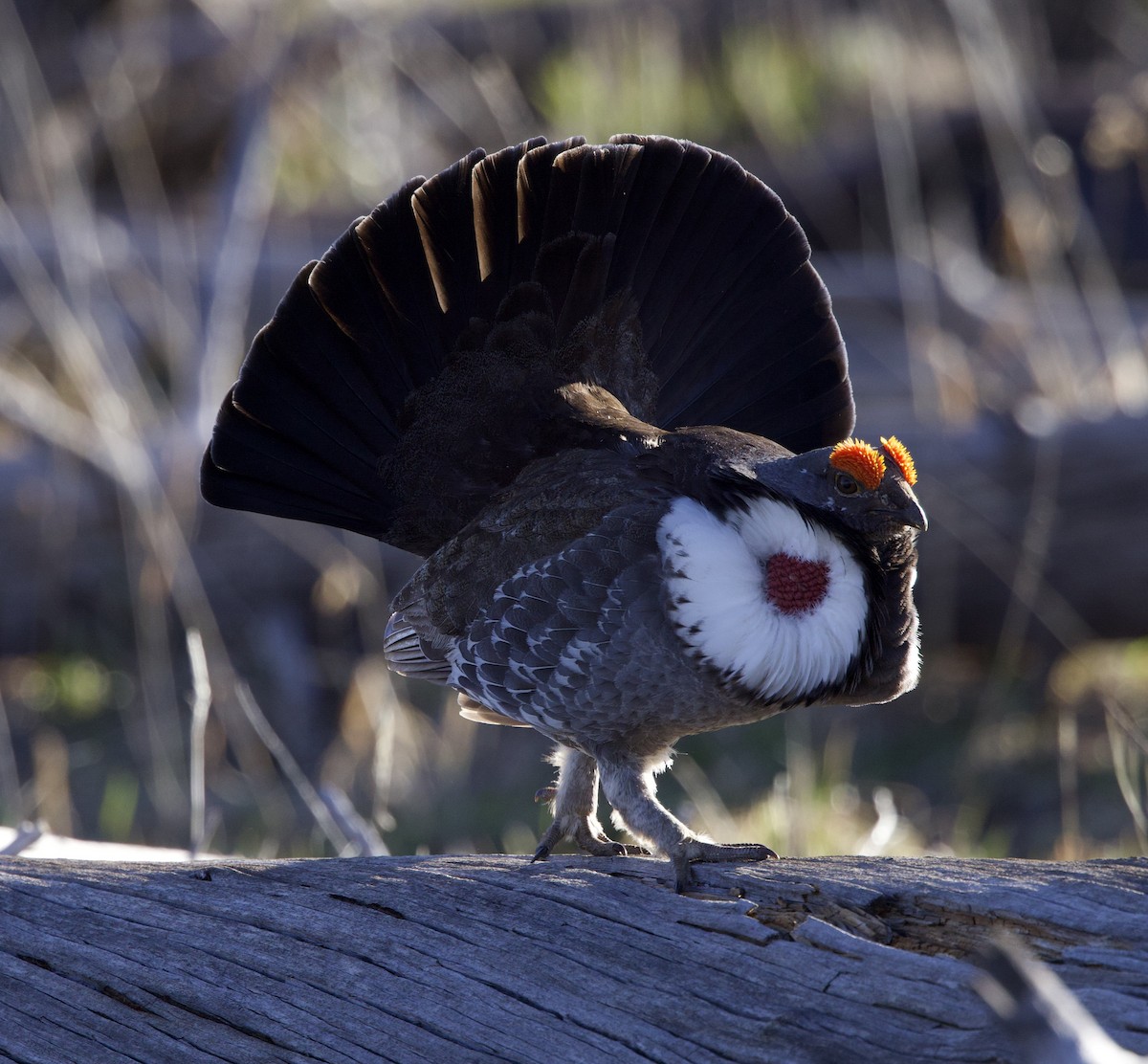 Dusky Grouse - ML621929618