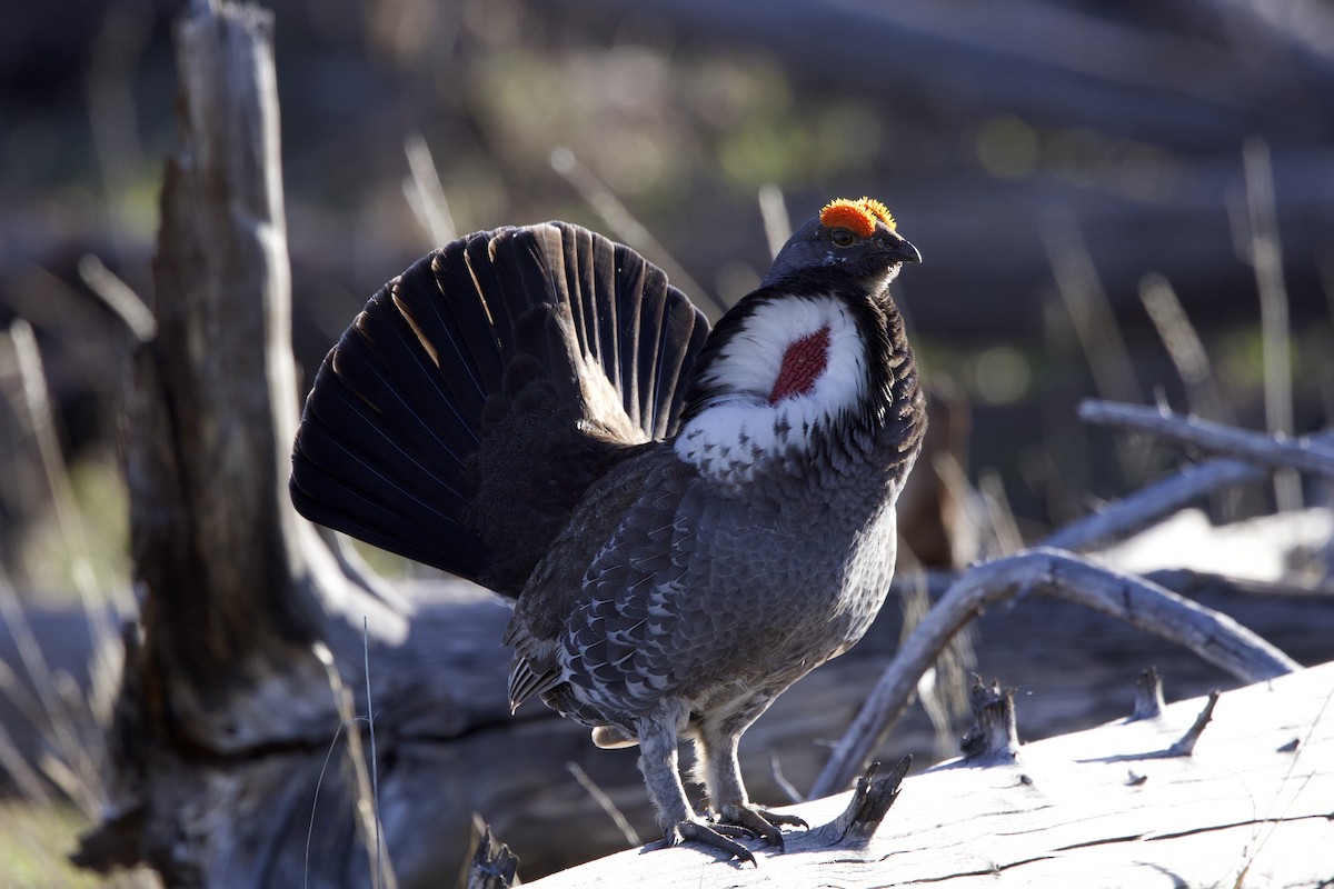 Dusky Grouse - ML621929619