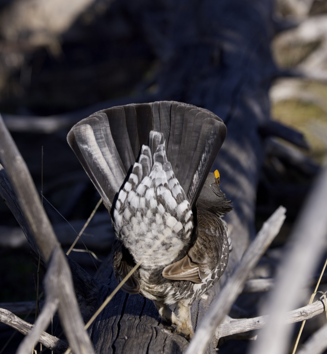 Dusky Grouse - ML621929620