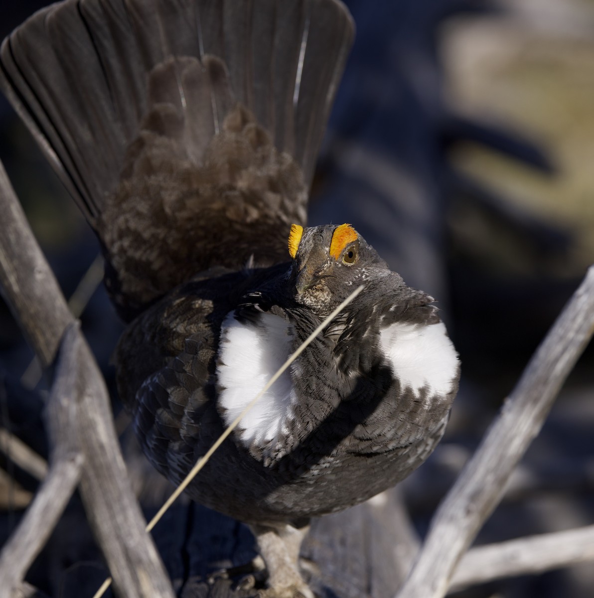 Dusky Grouse - ML621929621