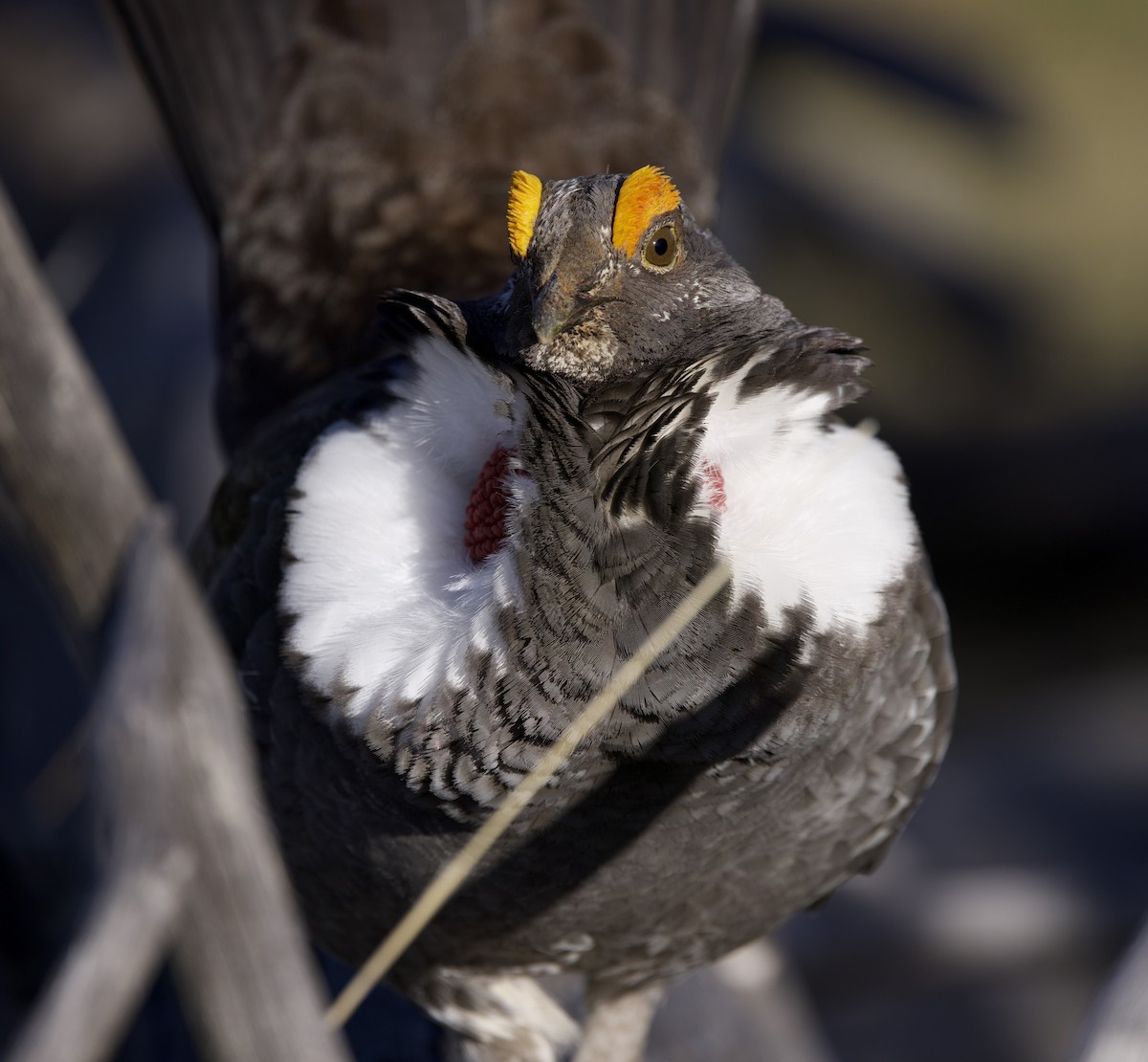 Dusky Grouse - ML621929622