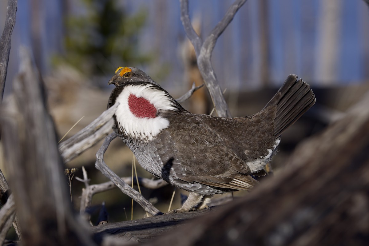 Dusky Grouse - ML621929623