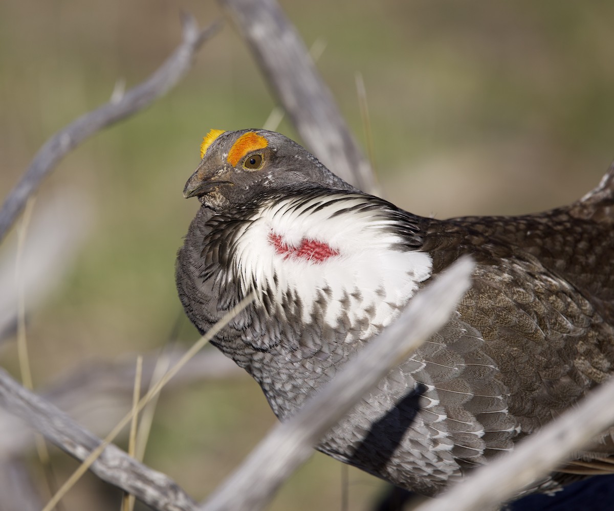 Dusky Grouse - ML621929624