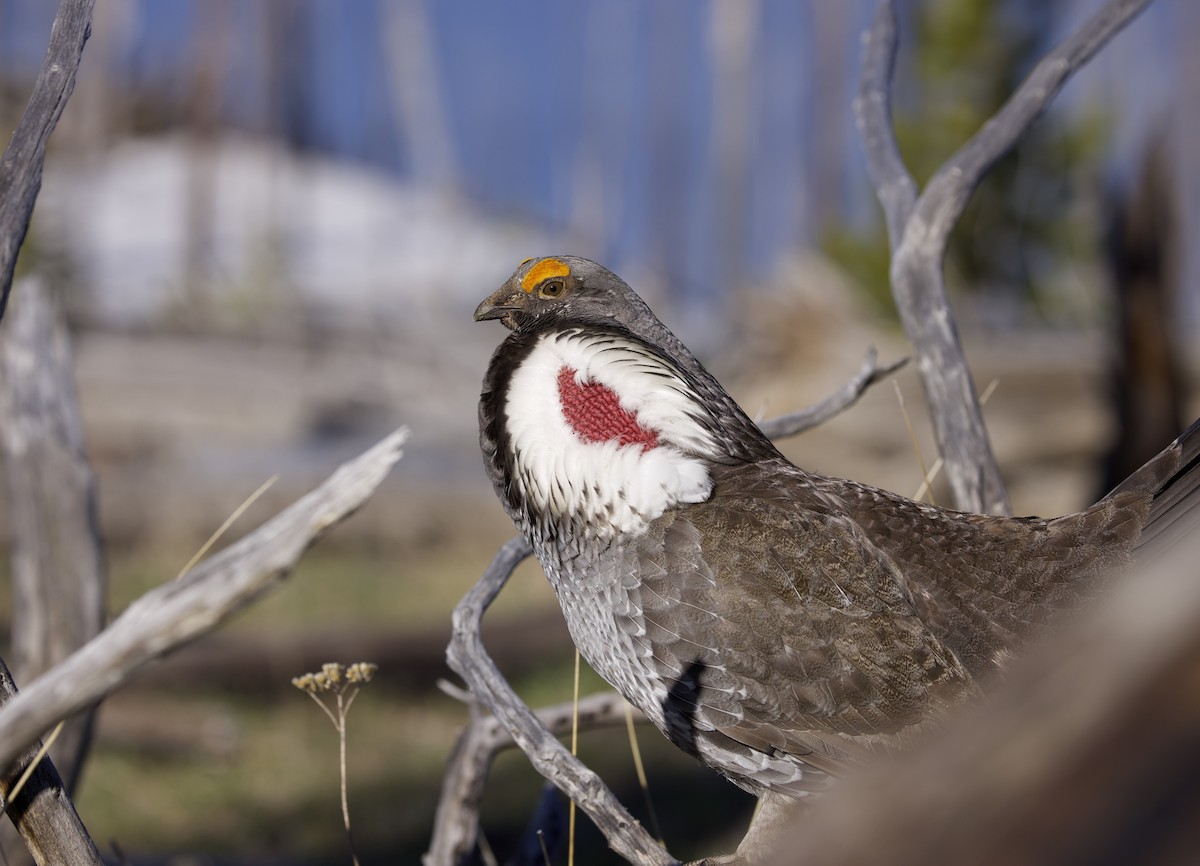 Dusky Grouse - ML621929625