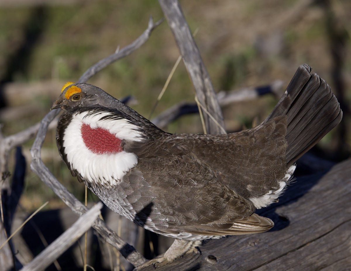 Dusky Grouse - ML621929626