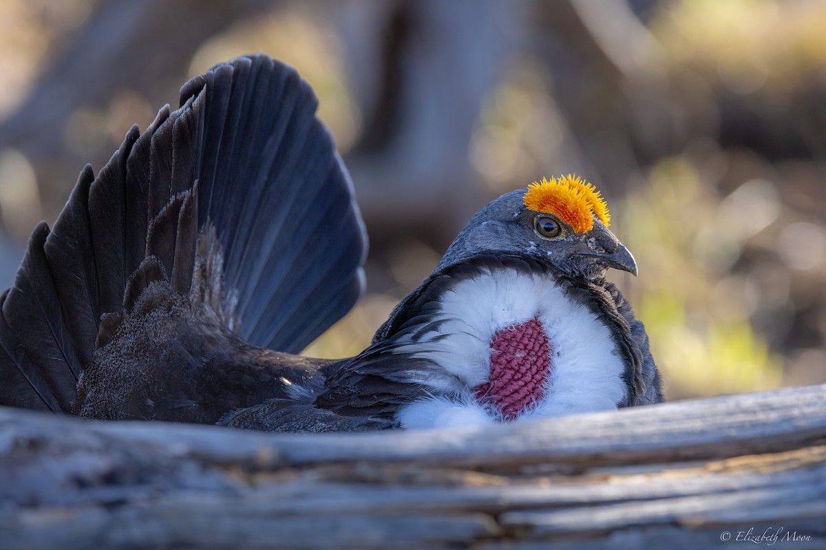 Dusky Grouse - ML621929627