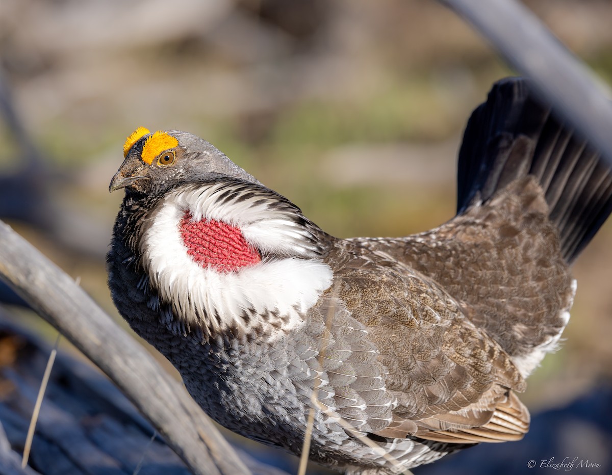 Dusky Grouse - ML621929628