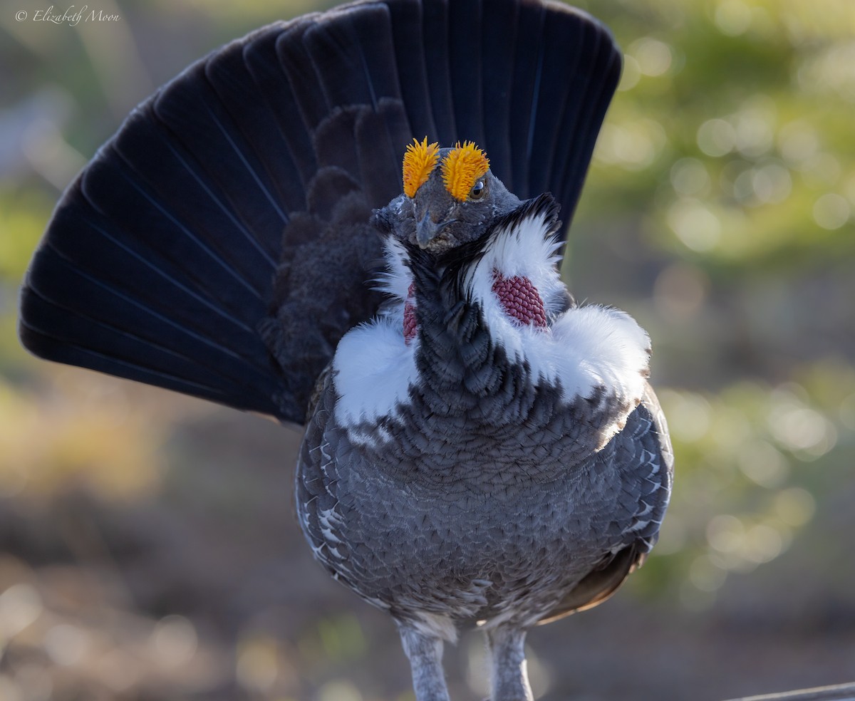 Dusky Grouse - ML621929629