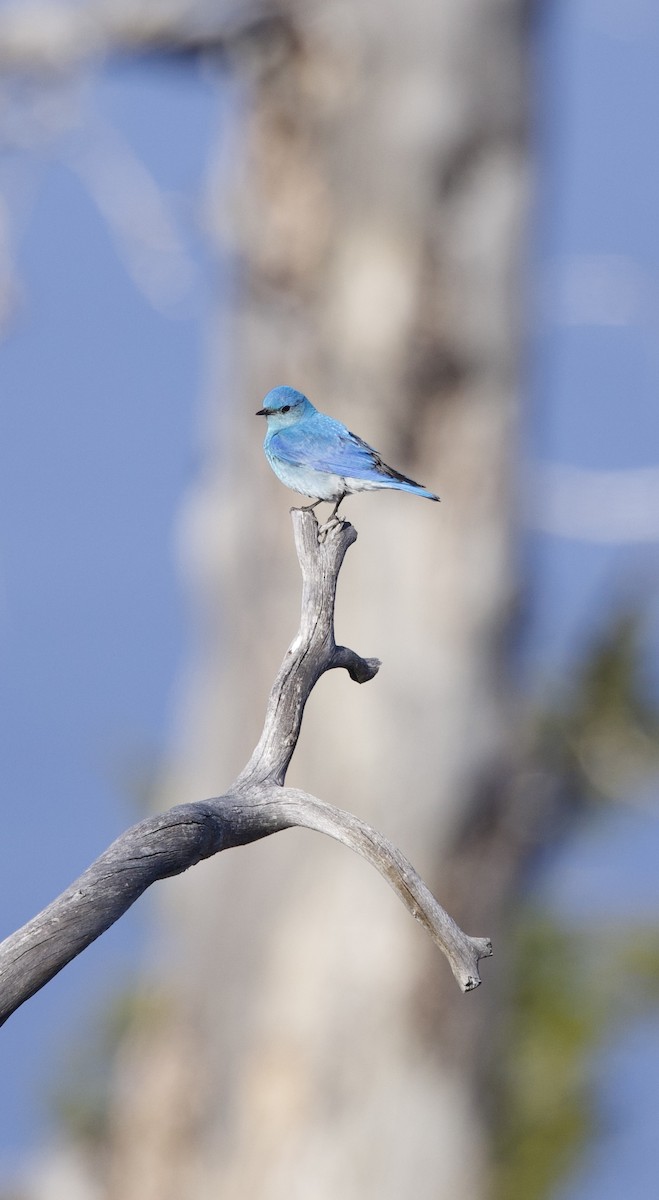 Mountain Bluebird - ML621929632