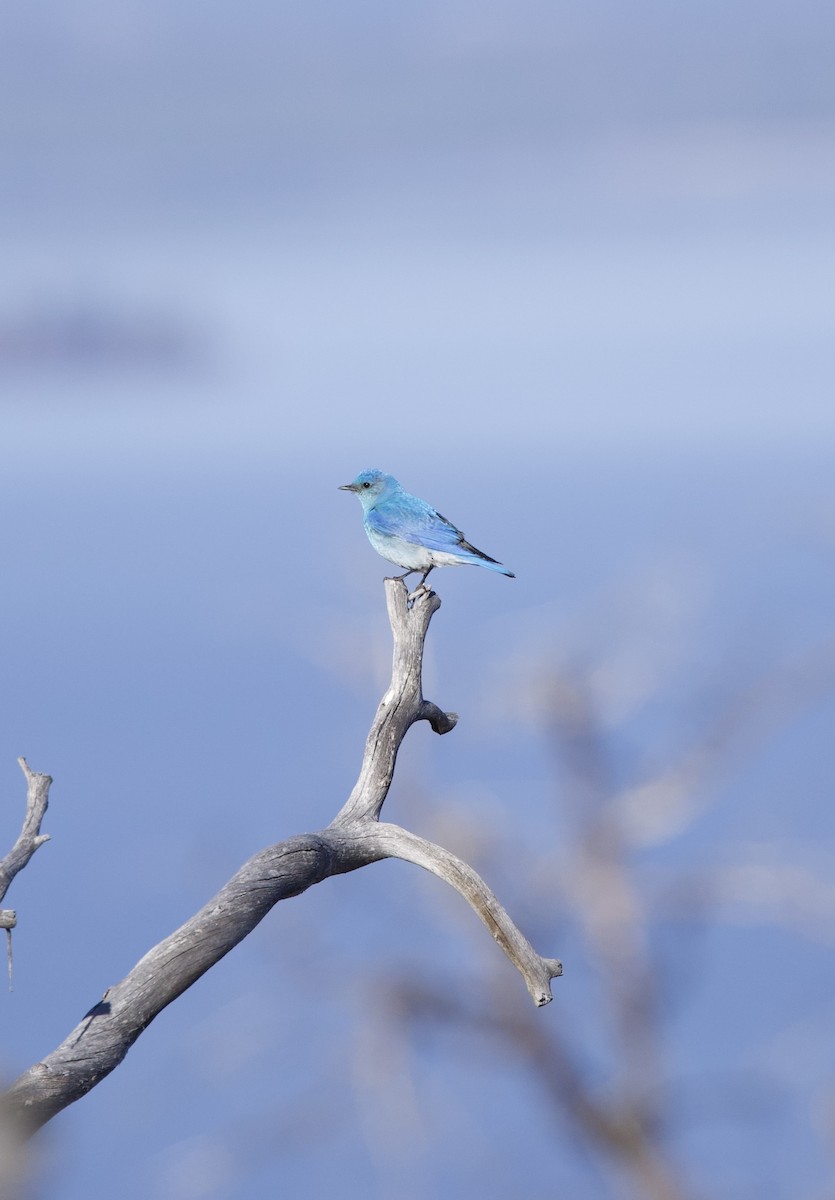 Mountain Bluebird - ML621929633