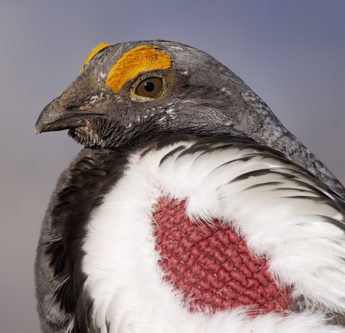 Dusky Grouse - ML621929647