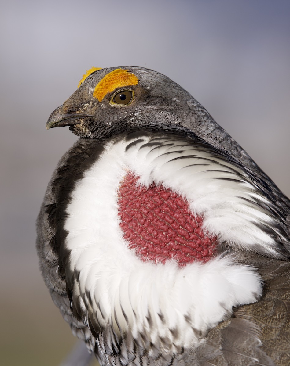 Dusky Grouse - Elizabeth Moon