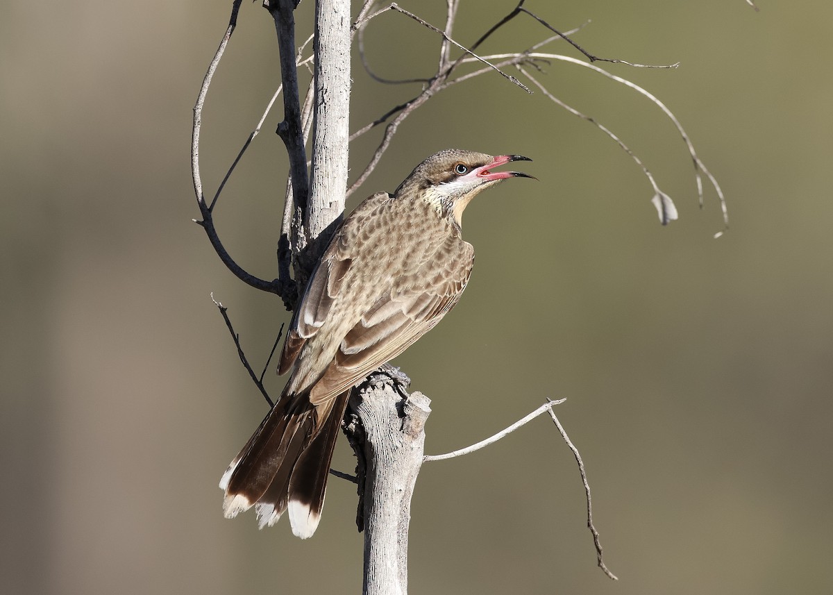 Spiny-cheeked Honeyeater - ML621929772