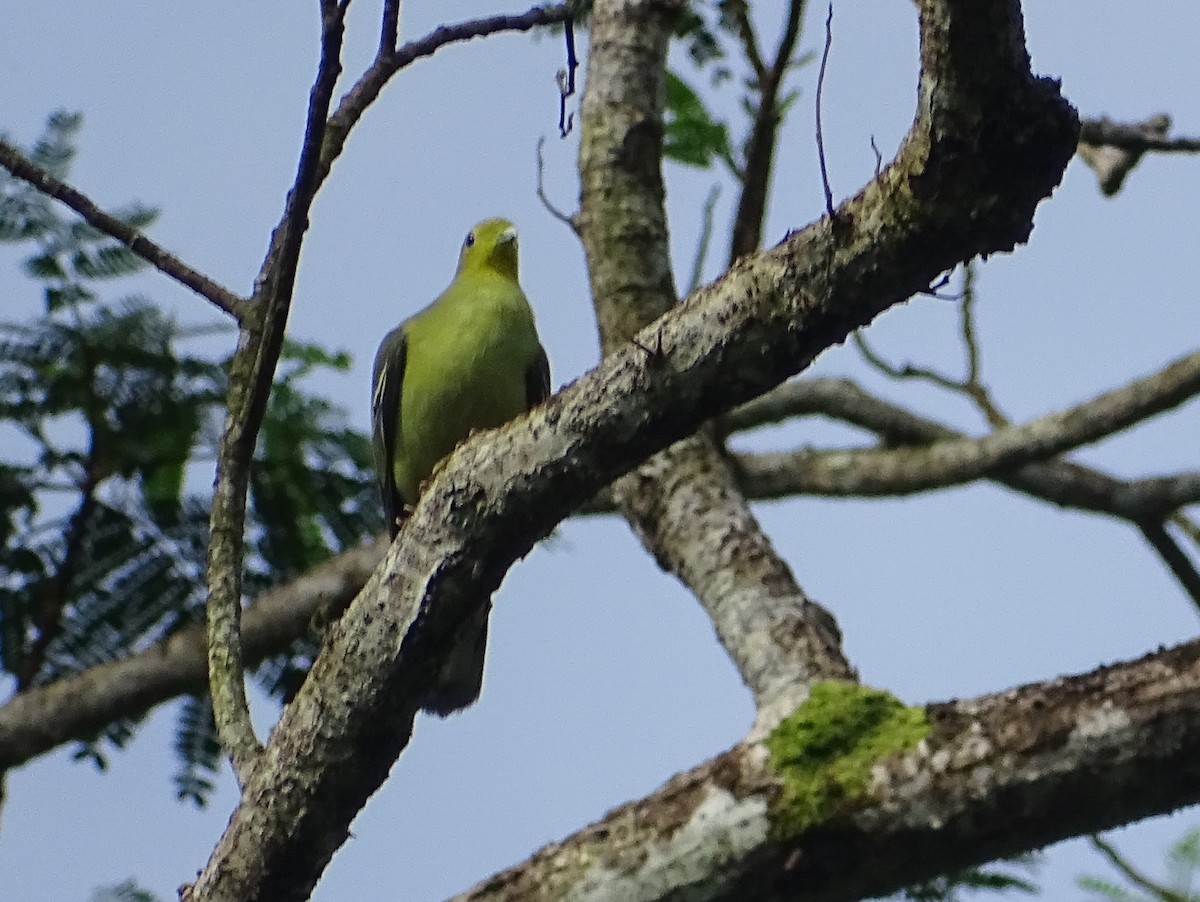 Sri Lanka Green-Pigeon - ML621929863