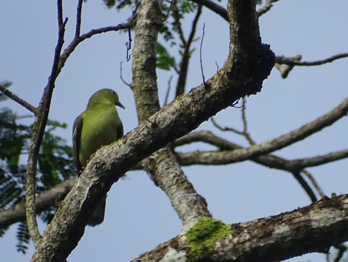 Sri Lanka Green-Pigeon - ML621929864