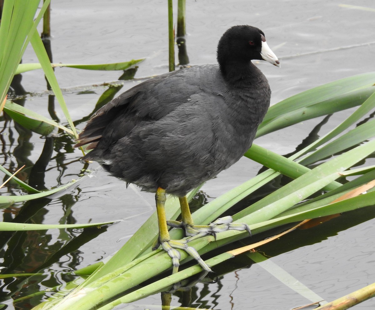 American Coot - Anonymous