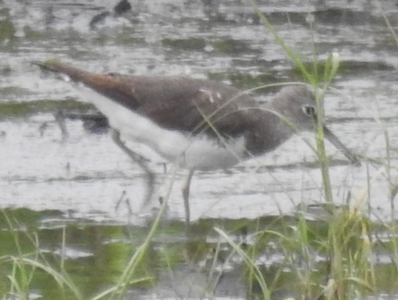 Green Sandpiper - Tarang Sarin