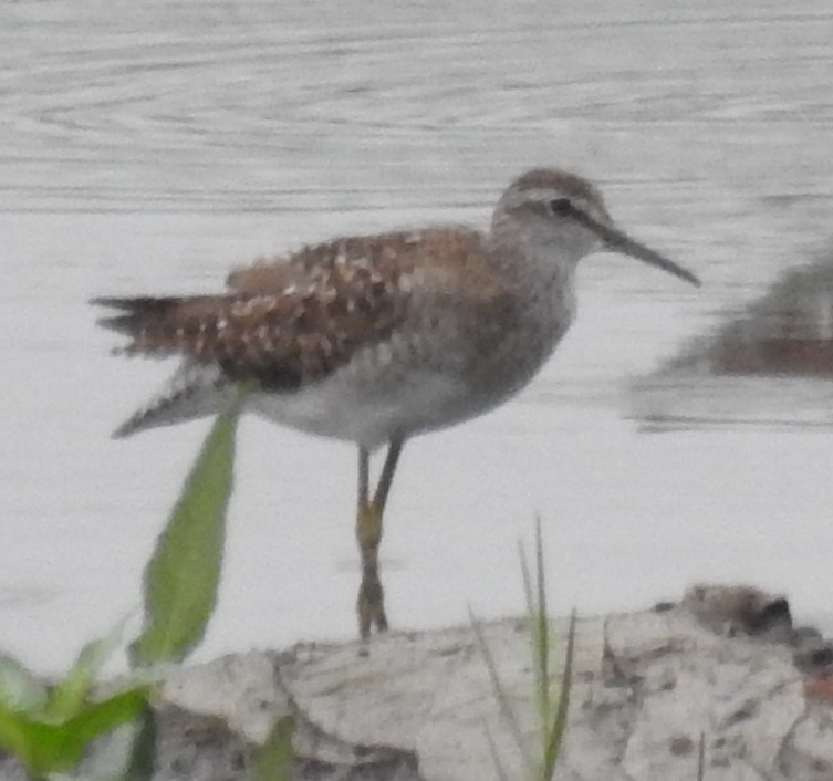 Wood Sandpiper - ML621930161