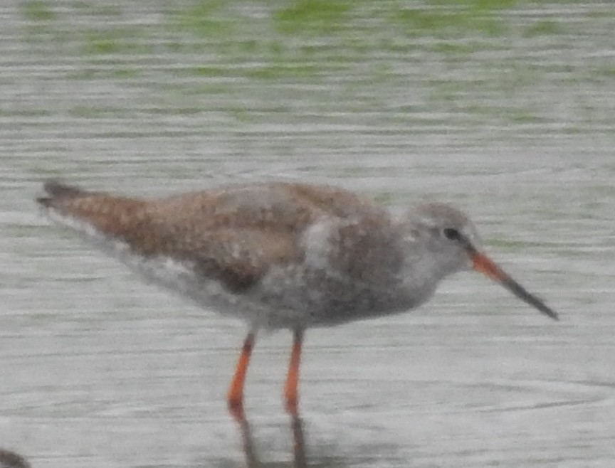 Common Redshank - ML621930163