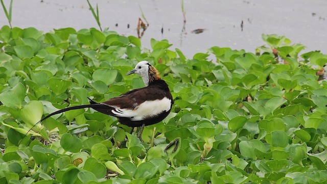 Pheasant-tailed Jacana - ML621930218