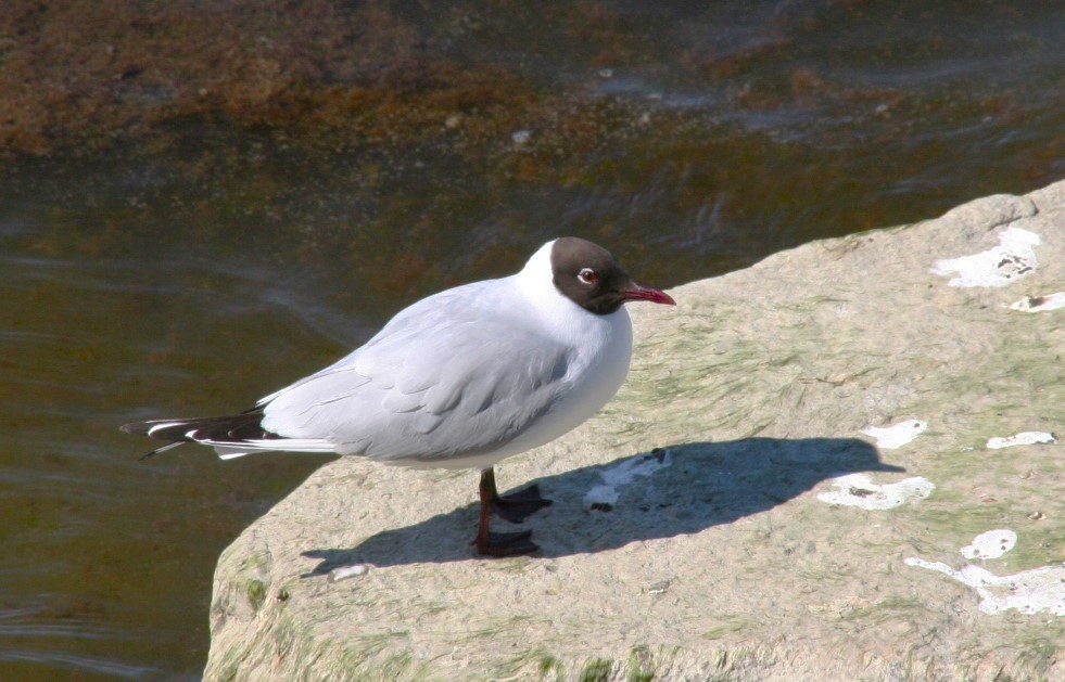 Mouette rieuse - ML621930224