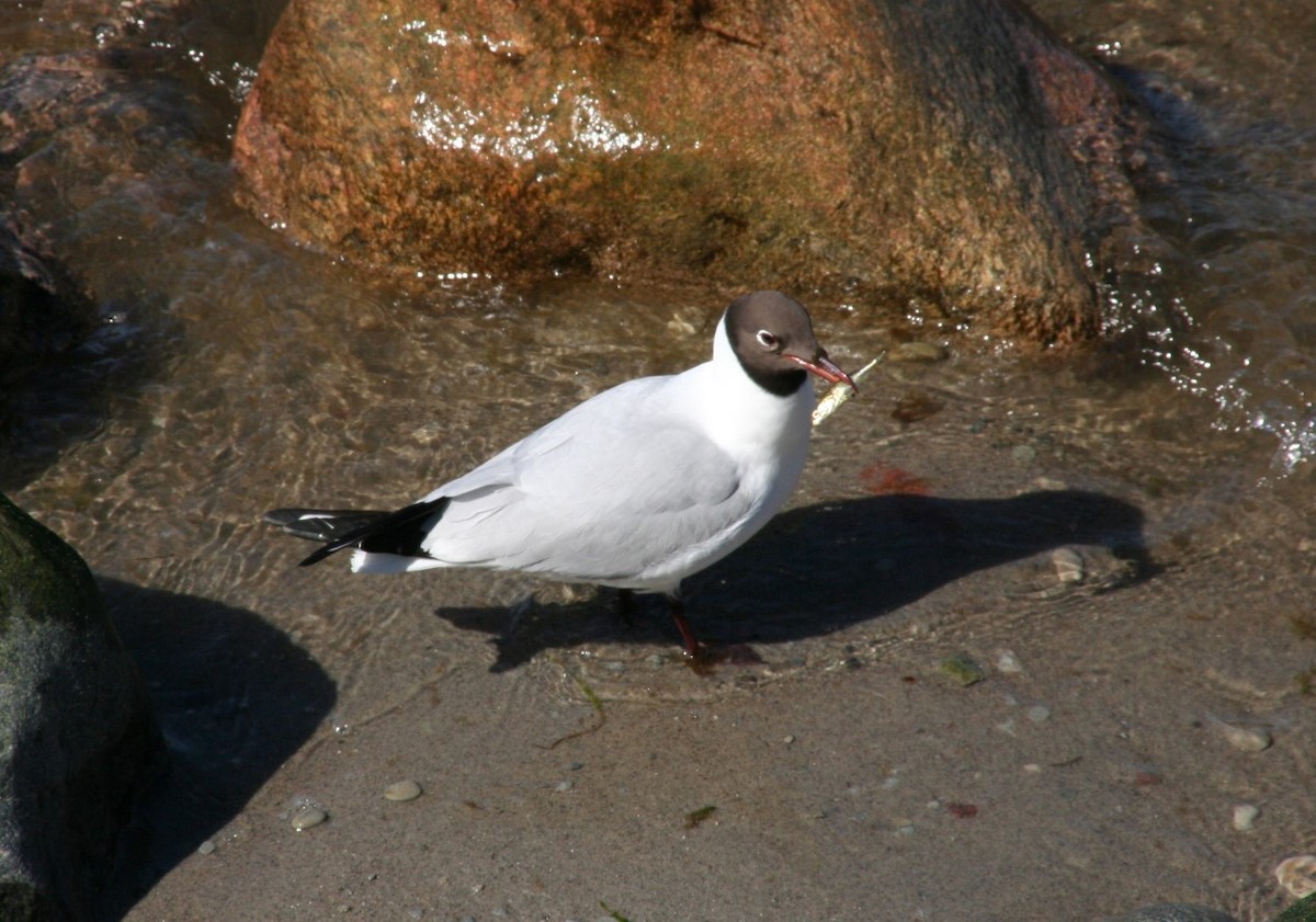 Mouette rieuse - ML621930227