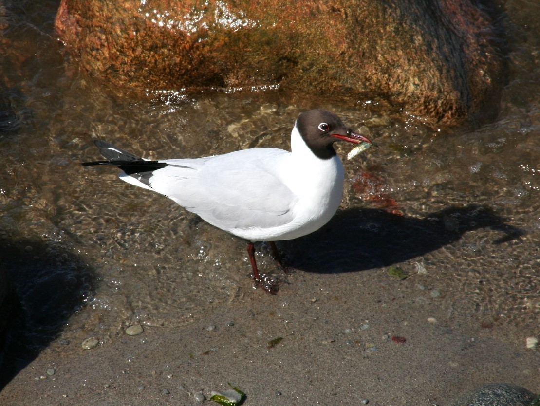Mouette rieuse - ML621930228