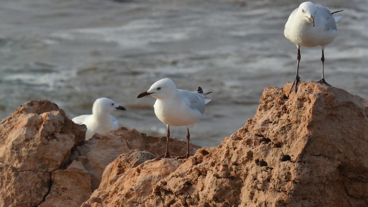 Silver Gull (Silver) - ML621930358