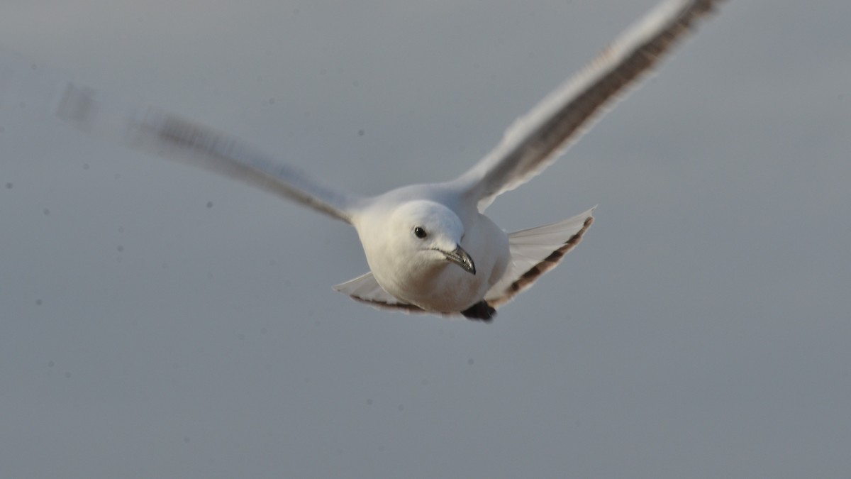 Silver Gull (Silver) - ML621930359