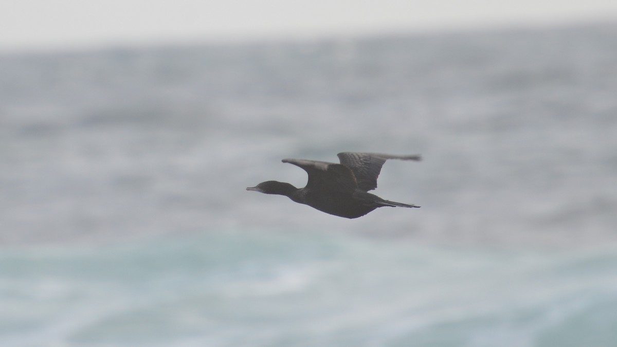 Little Black Cormorant - ML621930361