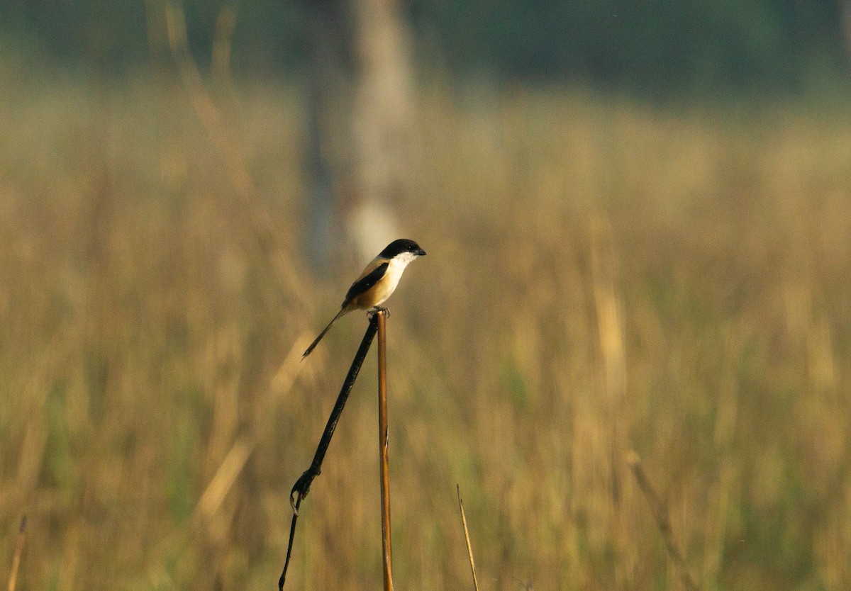 Long-tailed Shrike - ML621930418