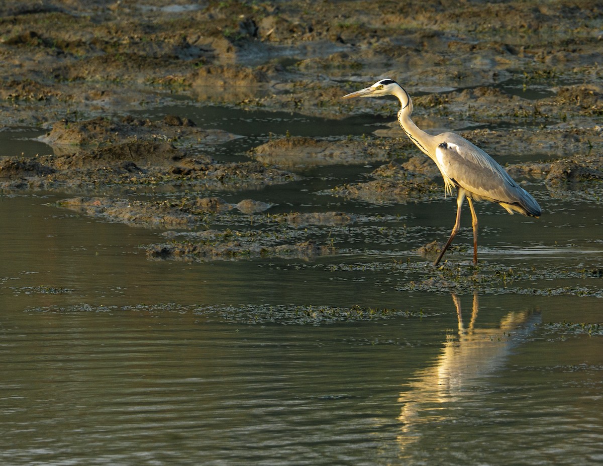 Gray Heron - ML621930431