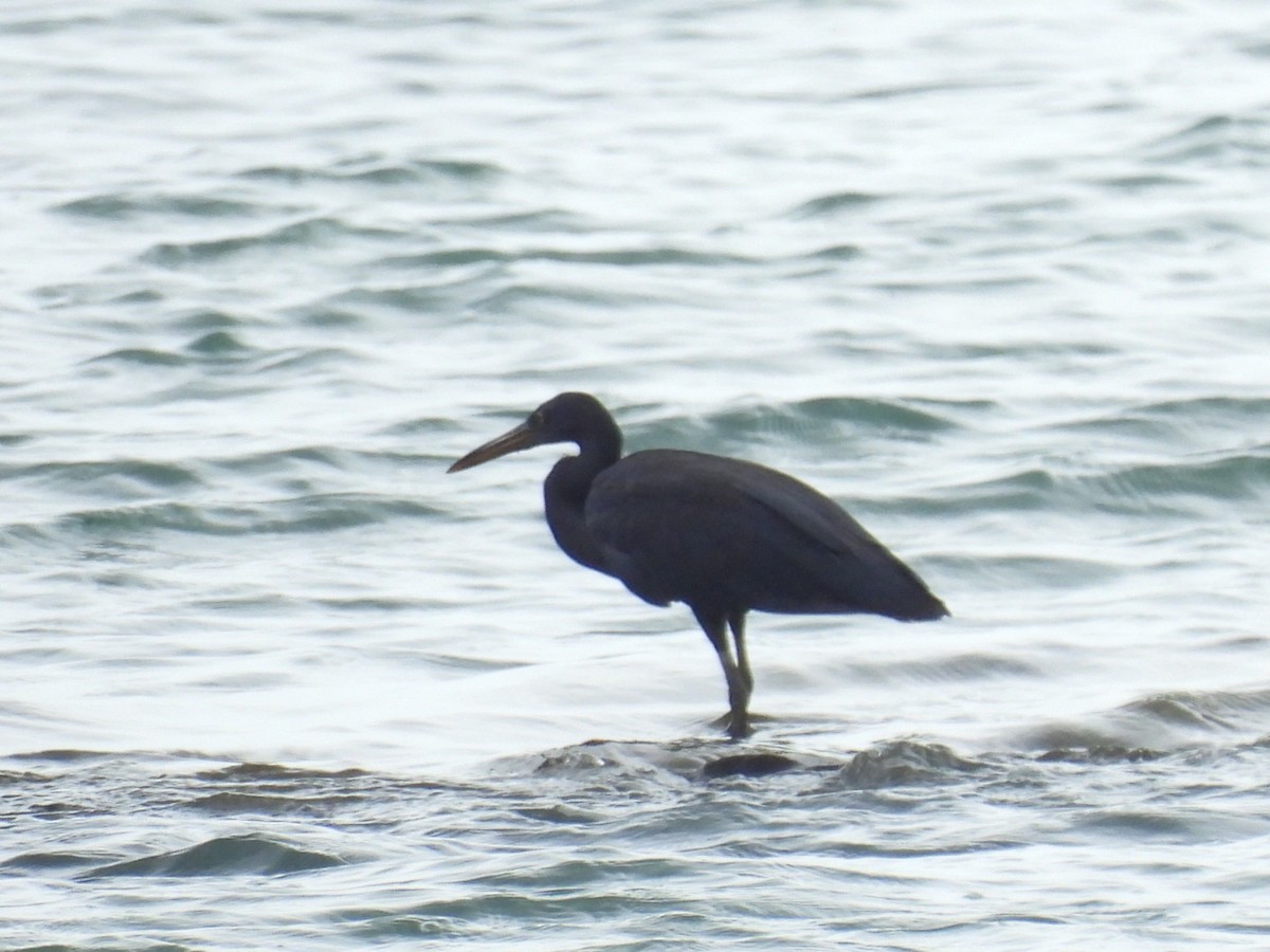 Pacific Reef-Heron - ML621930478