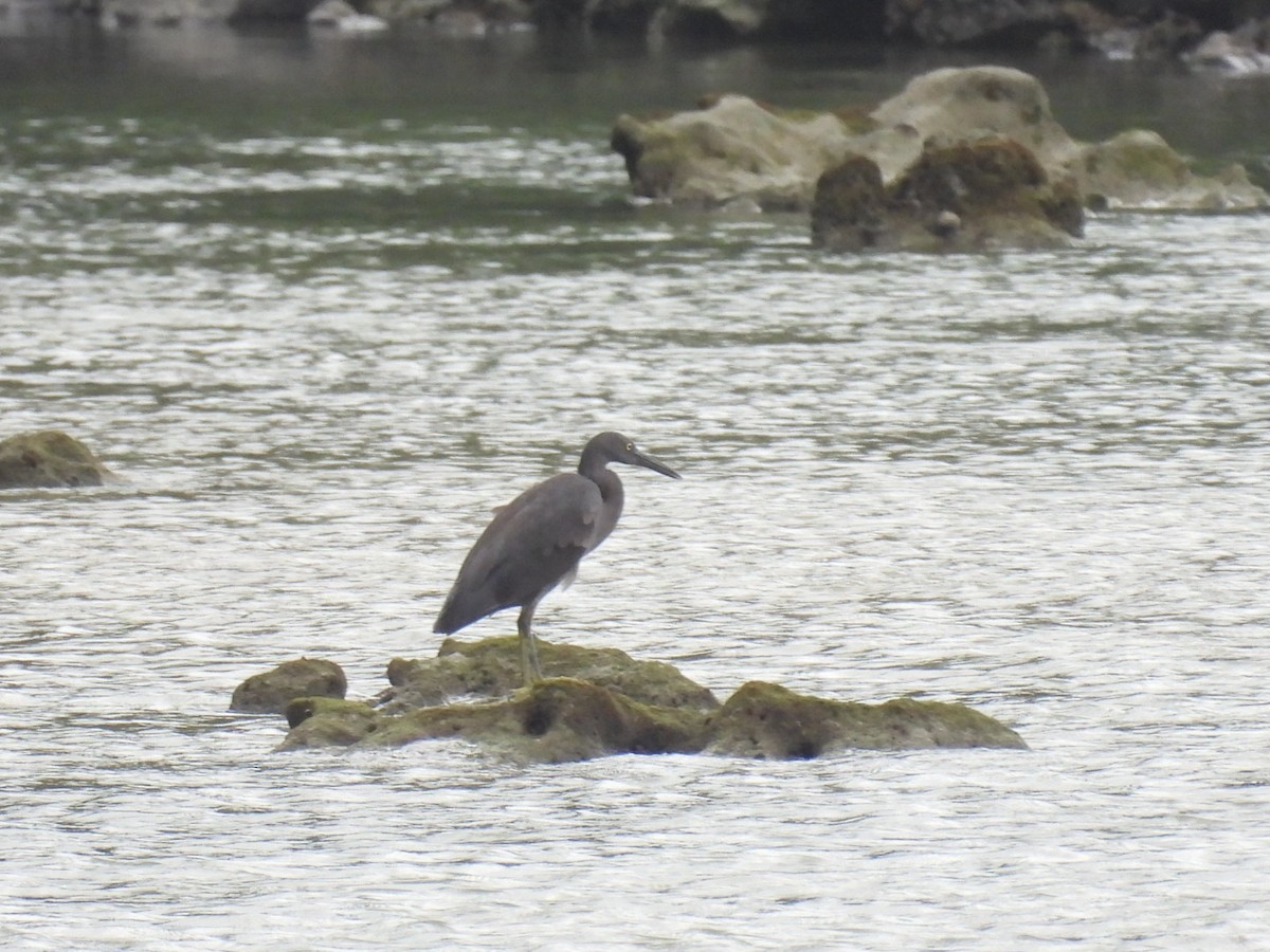 Pacific Reef-Heron - ML621930479