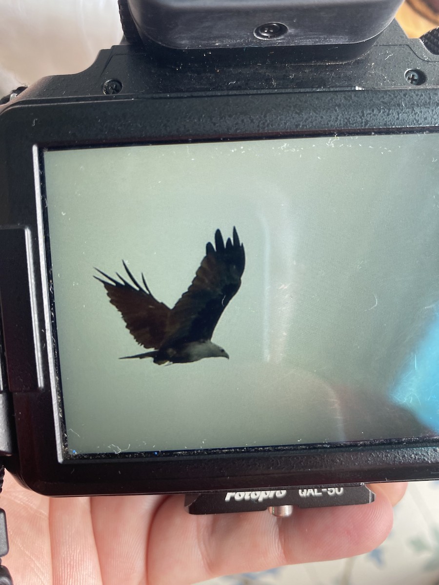 Brahminy Kite - ML621930481