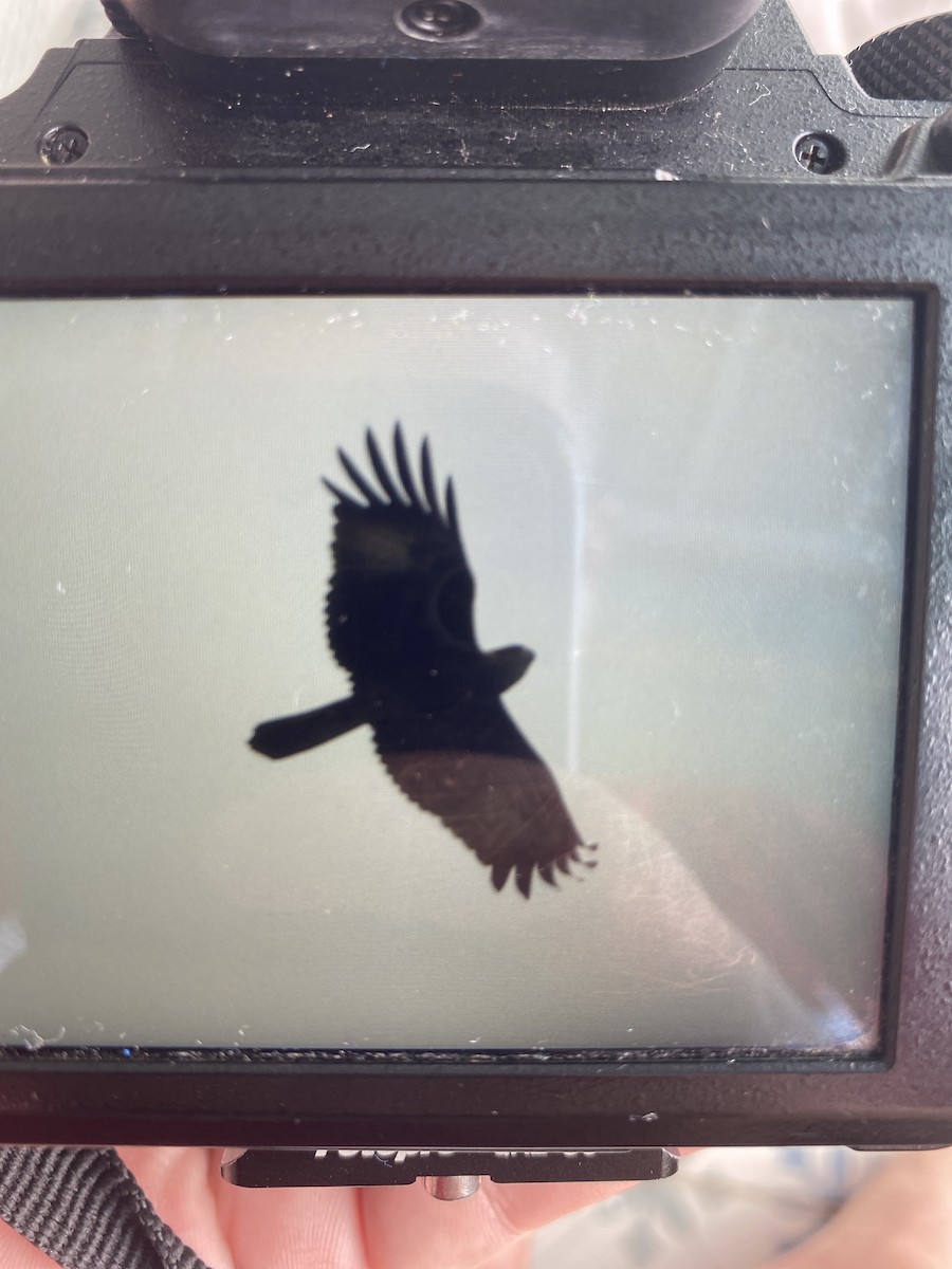 Brahminy Kite - ML621930482