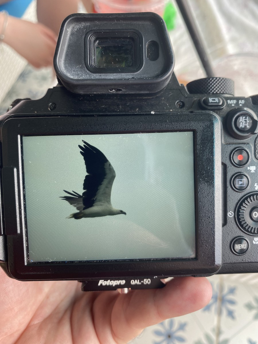 White-bellied Sea-Eagle - ML621930483