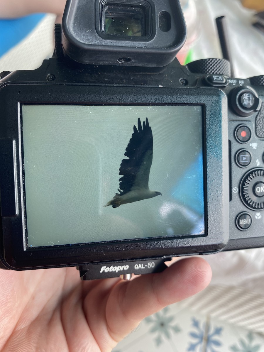 White-bellied Sea-Eagle - ML621930484