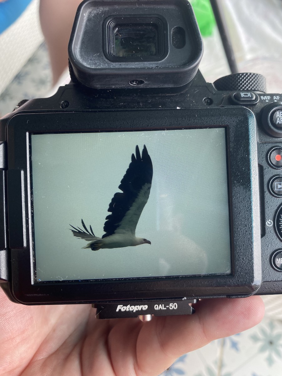 White-bellied Sea-Eagle - ML621930485