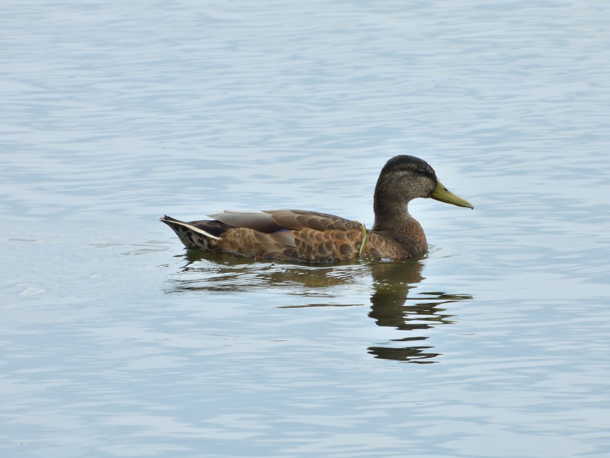 Mallard - ML621930497