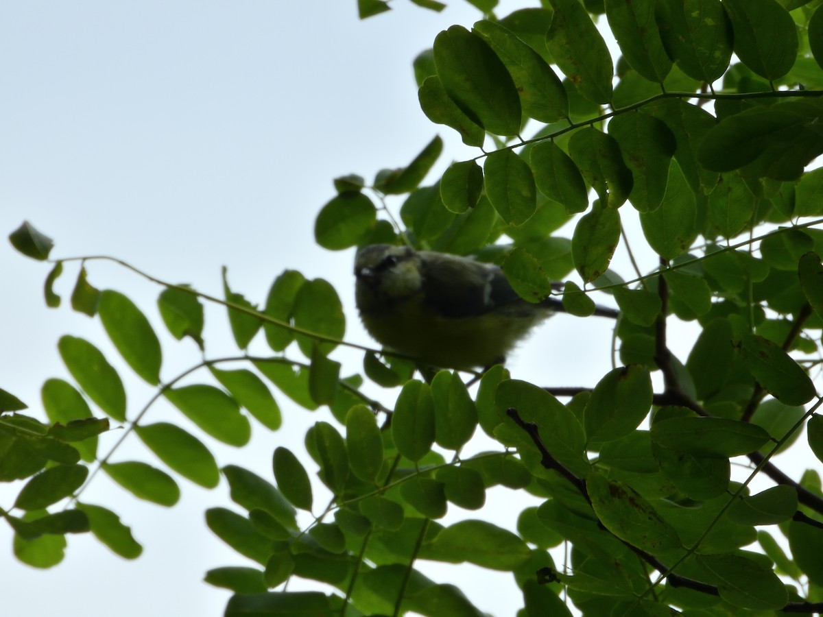 Eurasian Blue Tit - ML621930498