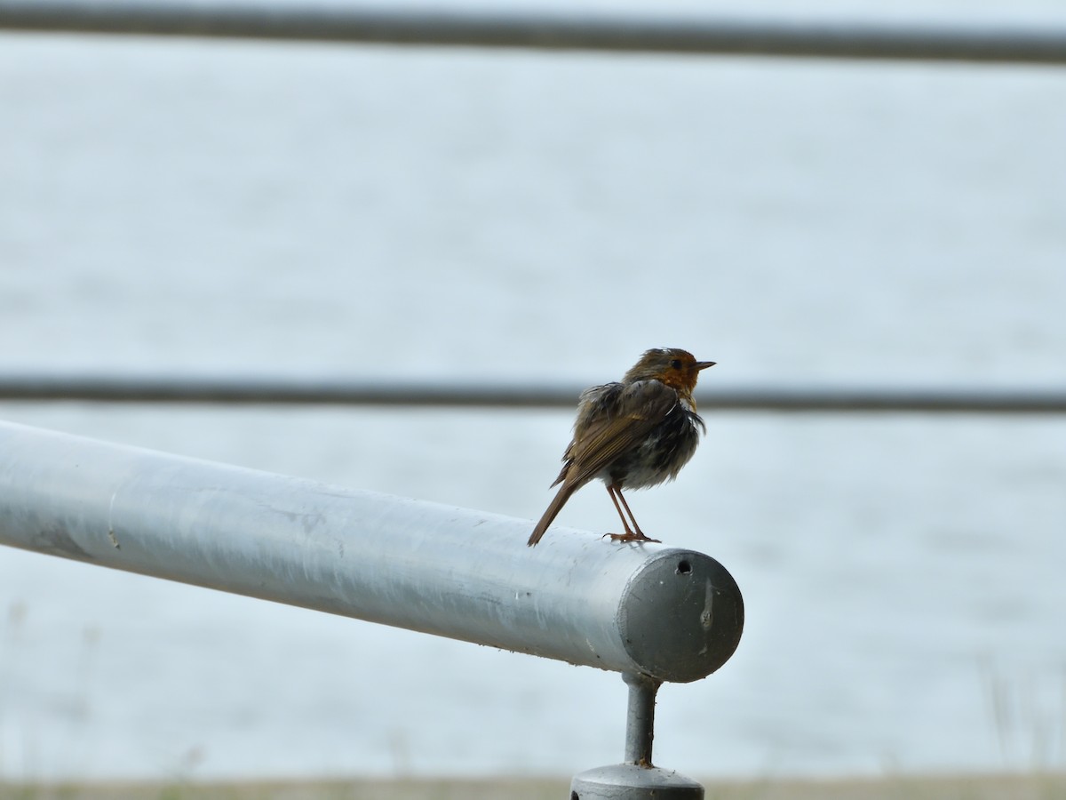European Robin - ML621930499