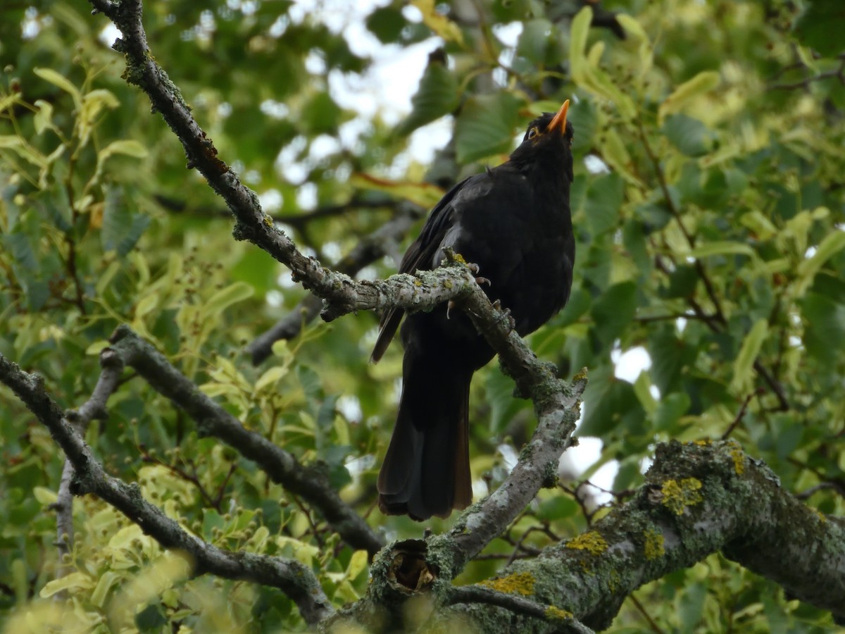 Eurasian Blackbird - ML621930509