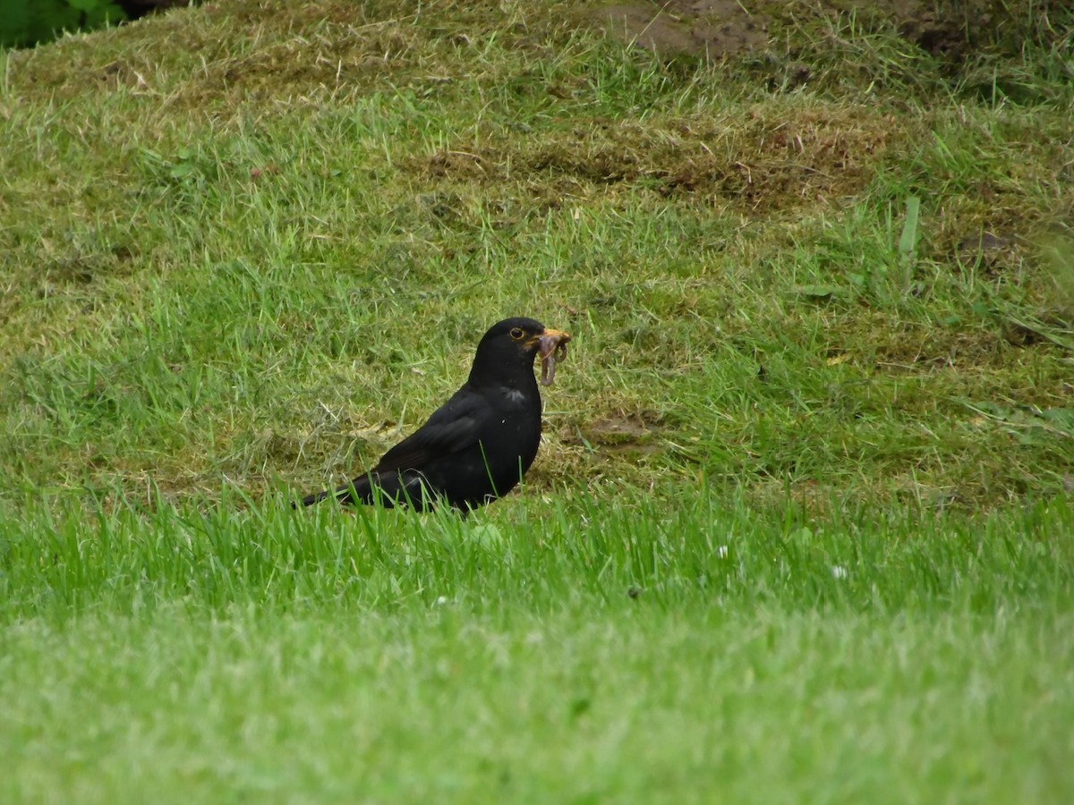 Eurasian Blackbird - ML621930510