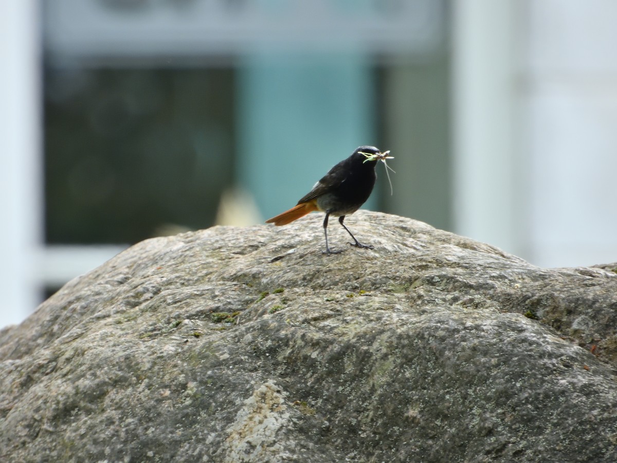 Black Redstart - ML621930562