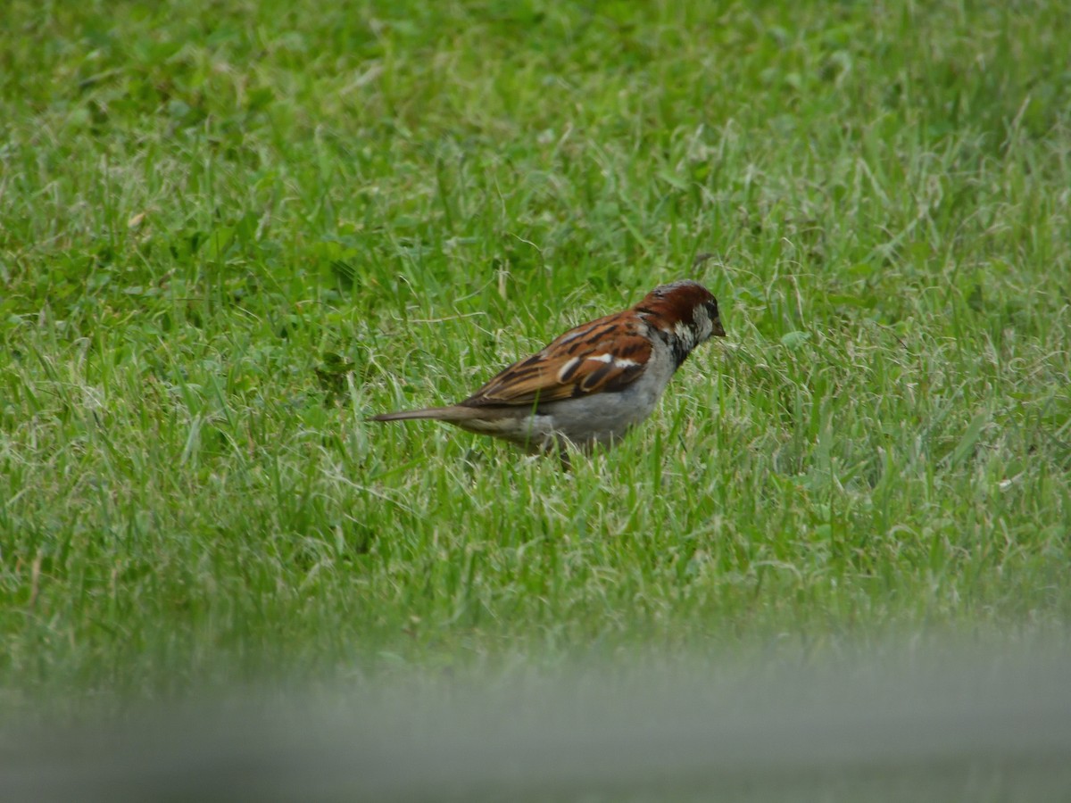 House Sparrow - ML621930564