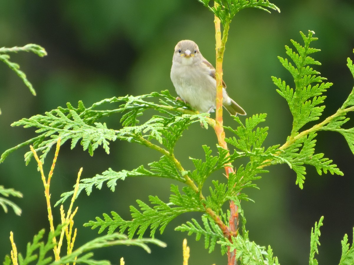 House Sparrow - ML621930565